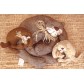 Apostila New Cats